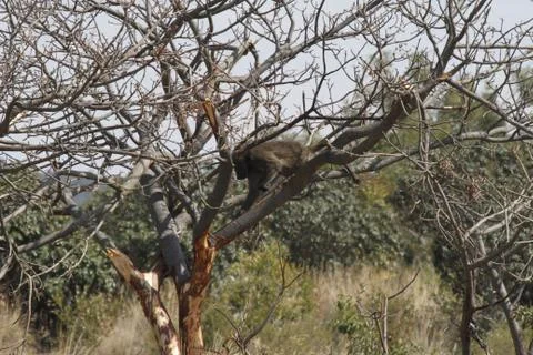 Baboon running off of tree 스톡 사진