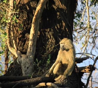 Baboon sat in a tree Stock Photos