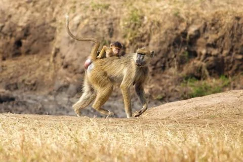 Baboon in the savannah Stock Photos