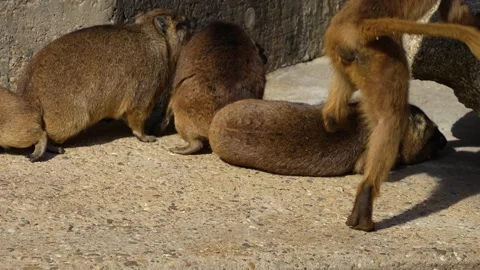 Baboon scaring up rock hyrax Stock Footage 272797391