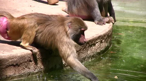 Baboon scooping water from a pond Stock-Footage 51415322
