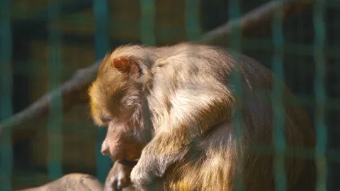 A Baboon Seats In a Zoo 库存影片 98985894