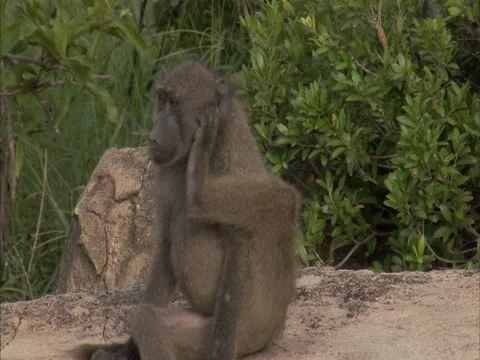 Baboon on siting on a rock scratching it's head. Stock Footage 12619016