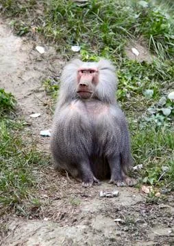 Baboon sits on the grass Stock Photos