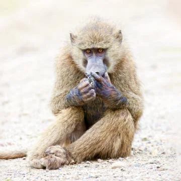 Baboon sits on the ground and looks at his paw. Wild nature. Stock Photos