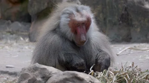 Baboon sits on rocky ground, eating grass Stock Footage 331445079