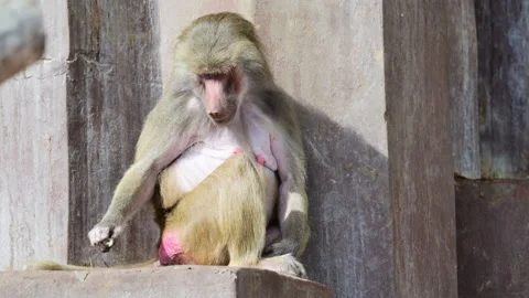 Baboon sitting and looking down in a moment of solitude 動画素材 325220027