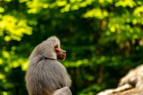 A baboon sitting and looking to the side Stock Photos