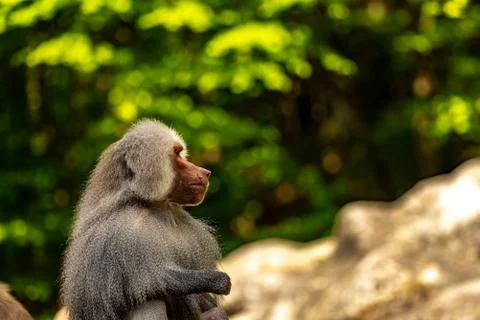A baboon sitting and thinking on a stone Stock Photos