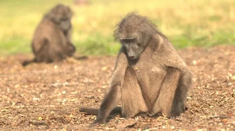 Baboon sitting with baboon in bg Stock Footage 10979426