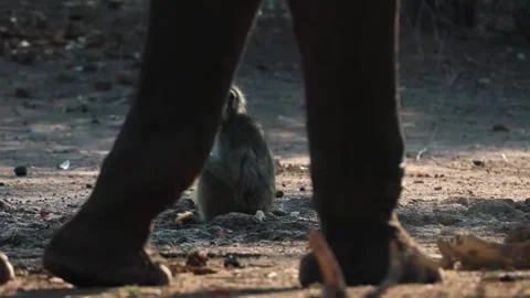 Baboon Sitting on Dry Ground Stock Footage 321840856