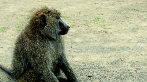Baboon Sitting Video stock 77396817