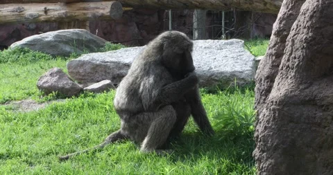 Baboon sitting on green grass, picking and eating fresh leaves in enclosure Stock Footage 320020097