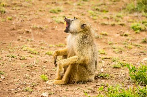 Baboon sitting on the ground with open Stock Photos
