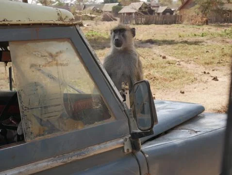 Baboon sitting on Jeep Stock Photos