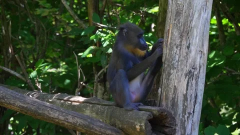 Baboon Sitting on Log Searching for Insects Stock Footage 294594325