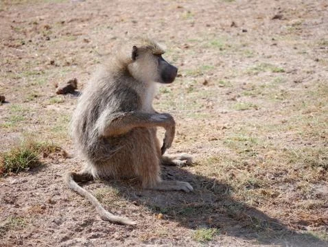 Baboon Sitting Stock Photos