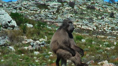 Baboon Sitting On A Pole In South Africa Stock-Footage