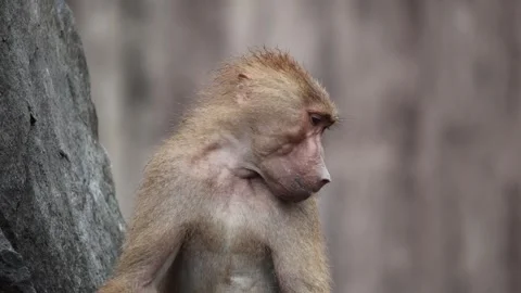 Baboon sitting quietly against a tree 動画素材 338010864