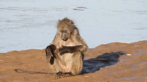 Baboon sitting at the  river Stock Footage 25208906
