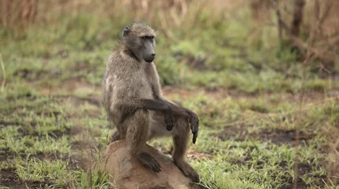 Baboon sitting on a rock Stock Footage 32123504