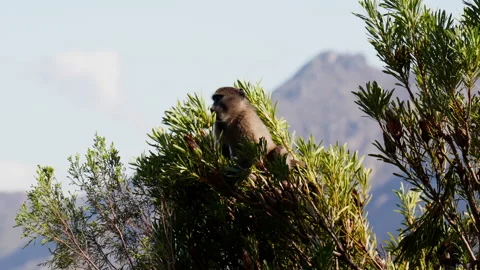 A Baboon Sitting On A Small Tree 動画素材 236512220