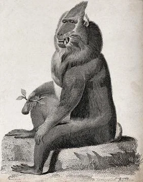 A baboon sitting on a stone holding a fruit in its right hand. Etching by H.. Stock Illustration