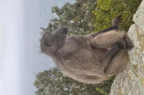 Baboon sitting on a stone wall Stock Photos