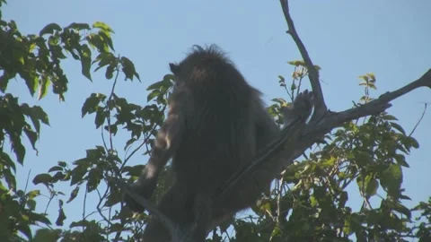 Baboon sitting on the top of a tree and scratching 動画素材 217661284