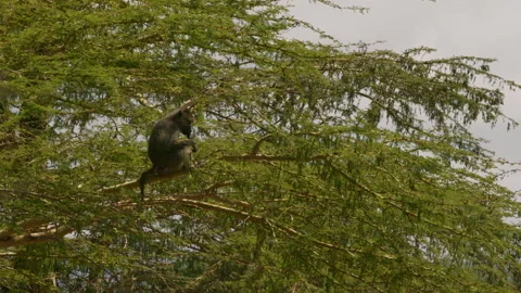 Baboon Sitting in the Tree and Eating Stock Footage 269091938