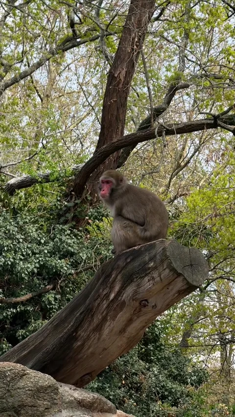 Baboon Sitting on a Tree and Scratching Playfully 動画素材 307224595
