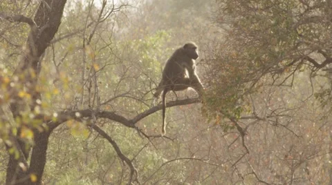 Baboon Sitting in Tree - Camera tilt Stock Footage 55631722