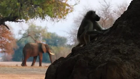 Baboon Sitting on Tree as Elephants Walk in Background Stock Footage 321837394