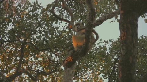 Baboon sitting on tree enjoying sunset light 動画素材 217659590