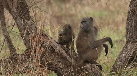 Baboon sitting in a tree with it's baby Stock Footage 32124271