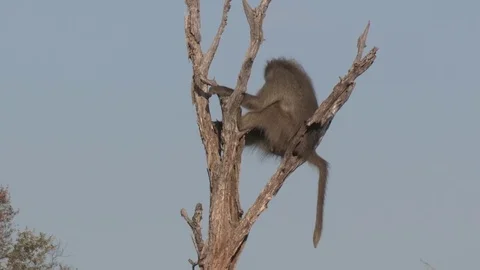 Baboon sitting in tree (wild) - HD Video stock 84676981