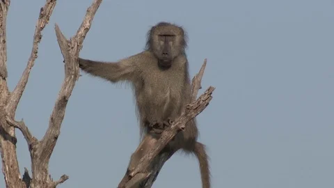 Baboon sitting in tree (wild) - HD Video stock 84677315