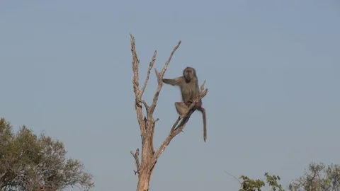 Baboon sitting in tree (wild) - HD Video stock 84677510