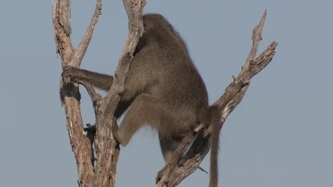 Baboon sitting in tree (wild) - HD Video stock 84677529