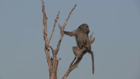 Baboon sitting in tree (wild) - HD Video stock 84677664