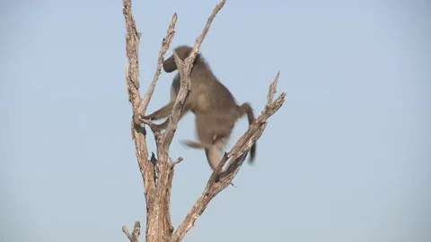 Baboon sitting in tree (wild) - HD Video stock 84677921