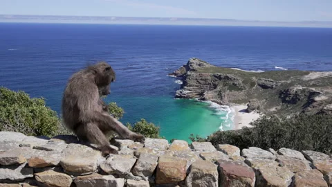 A baboon sitting on wall with a stunning background of the ocean at Cape Point. Stock Footage 209249125