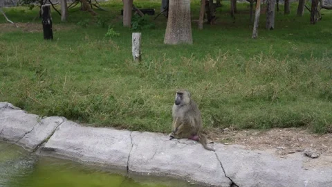 Baboon sitting by waters edge, observing surroundings in natural habitat Video stock 328917733
