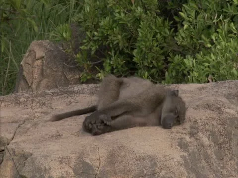 A baboon sleeping on a rock. Stock Footage 12610281