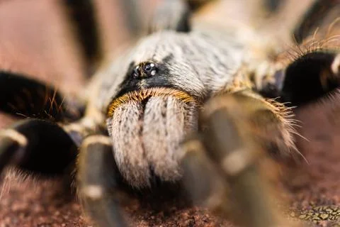 Baboon spider Stock Photos