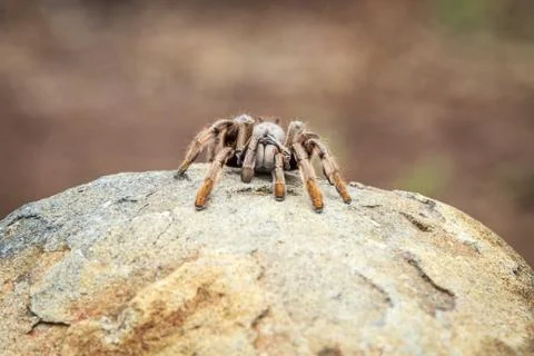 Baboon spider on a rock. Stock Photos