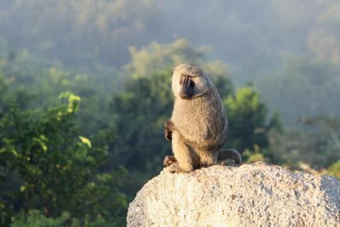 Baboon in the sun 库存照片