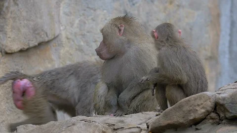 Baboon take care of each other Stock Footage 98744580