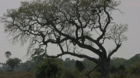 Baboon in Tree Botswana Stock Footage 284774