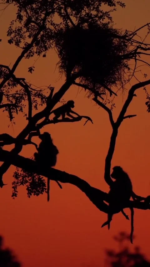 Baboon on a tree branch at sunset Stock Footage 326766143